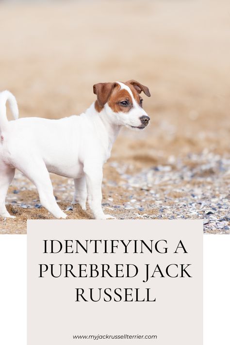 Recognize the traits that make your Jack Russell Terrier pure in heart and heritage. 🌟 Learn how to identify a purebred terrier with our expert guide at myjackrussellterrier.com. #PurebredPets #PetLove #JackRussellJoy Rat Terrier Puppies, Jack Russell Terrier Mix, Jack Russell Puppies, Full Of Energy, Dog Ages, Terrier Breeds, Agility Training, Purebred Dogs, Dog Info