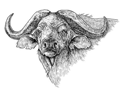 African buffalo, hand drawn illustration | Premium Vector #Freepik #vector Buffalo Vector, Buffalo Drawing, Wild Buffalo, Cape Buffalo, African Buffalo, Buffalo Bulls, Lion Illustration, Line Sketch, Animal Silhouette