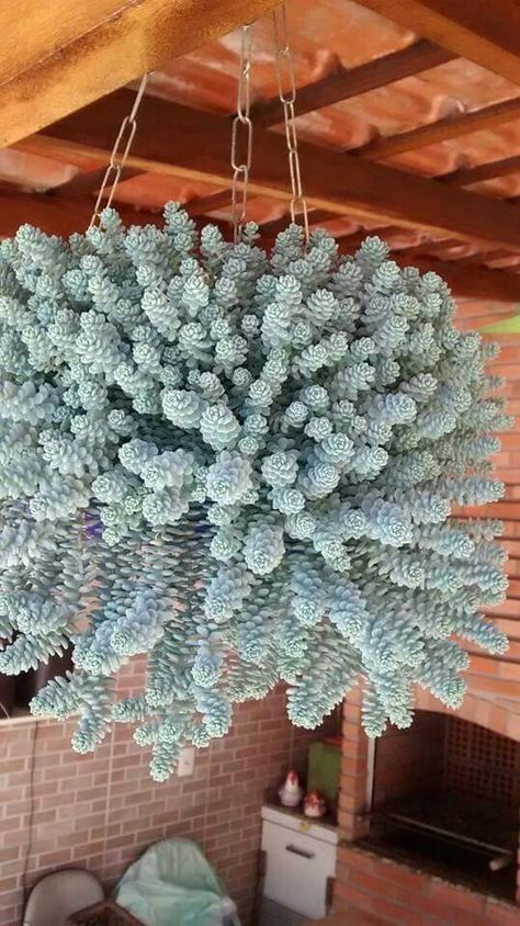 suculenta em arranjo  no teto. Kaktus Dan Sukulen, نباتات منزلية, Hanging Succulents, Succulent Gardening, Cactus Y Suculentas, Cactus Garden, Deco Floral, Hanging Pots, Succulents Garden