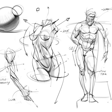 Josh Black, Human Anatomy Poses, Constructive Anatomy, Simplified Anatomy, Constructive Drawing, Bodies Drawing, Drawing Human Anatomy, Anatomy Help, Brett Booth