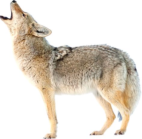 Coyote Facts, Coyote Howling, Carnivorous Animals, North American Animals, Desert Animals, Organic Art, Wild Creatures, Rare Animals, Animal Projects