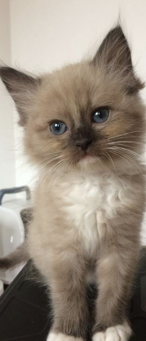 Mink mitted ragdoll kitten Thor Ragdoll Tabby Mix Cat, Brown Munchkin Cat, Brown Ragdoll Kitten, Ragdoll Cats And Kittens, White Ragdoll Kitten, Mink Ragdoll, Mitted Ragdoll, Outdoors Quotes, Munchkin Kitten