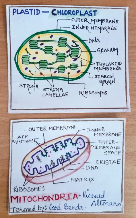 Chloroplast Notes, The Fundamental Unit Of Life Notes, Cell The Unit Of Life Notes For Neet, Cell The Unit Of Life Notes Class 11, Mitochondria Notes, Chloroplast Model, Chloroplast Drawing, Mitochondria Drawing, Chloroplast Diagram