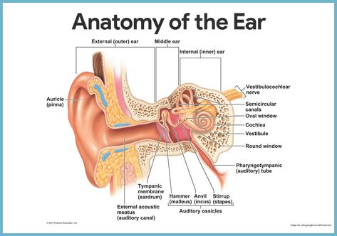 Inner Ear Diagram, Ear Anatomy, Basic Anatomy And Physiology, Middle Ear, Medical Student Study, Human Body Anatomy, Nursing School Notes, Medical School Essentials, Human Anatomy And Physiology