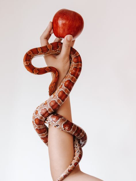 Snake Photoshoot Ideas, Snake Poses, Snake Beauty, Snake Photoshoot, Snake Mirror, Jake The Snake, Photography Account, Drawing Apple, Pretty Snakes