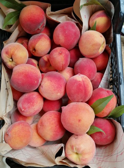 Peach❤️ from my garden Peach Tree Aesthetic, Peach Asthetics, Growing Lillies, Peaches Aesthetic, School's Out For Summer, Peach Tree, Peach Aesthetic, Peach Fruit, Fruit Photography