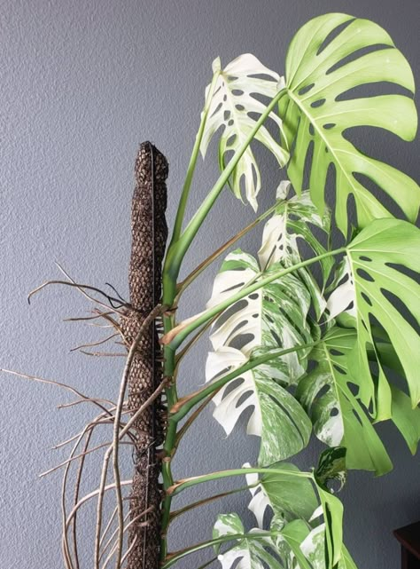 Monstera Aerial Roots, Monstera Plant Care, Vertical Garden Plants, Moss Pole, Alocasia Plant, Variegated Monstera, Monstera Plant, House Plants Decor, House Plant Care