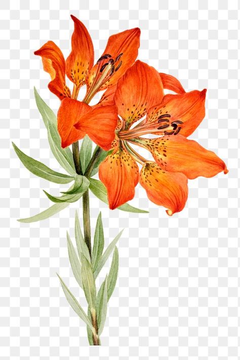 Digital Flowers Png, Lily Flower Illustration, Red Lily Flower Anime, Lily Illustration Flower, Lily Botanical Illustration, Lily Vintage Illustration, Png Illustration, Red Lily, Lily Painting