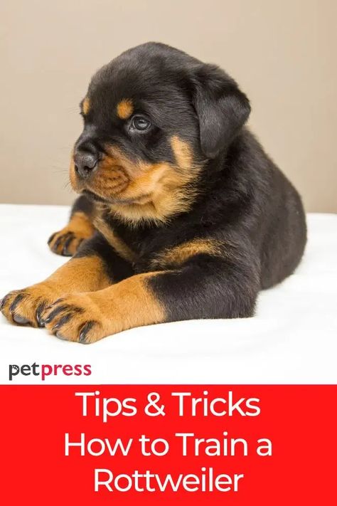 Want to learn how to successfully train your Rottweiler? Check out this guide on how to train a rottweiler puppy! #trainrottweiler #rottweilerdogs #rottweilers American Rottweiler, German Rottweiler Puppies, Rottweiler Training, German Rottweiler, Rottweiler Puppy, Funny Dog Photos, Rottweiler Puppies, Rottweiler Dog, How To Train