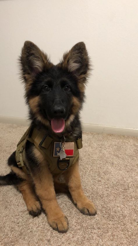 4 month old German Shepard Pet Picture, German Engineering, Belgian Shepherd, Gsd Puppies, 4 Month Olds, Pretty Dogs, German Shepherd Puppies, German Shepherds, Fixer Upper