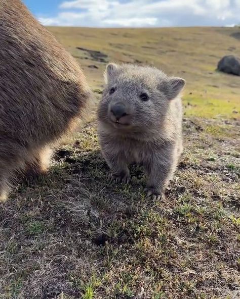 Cute Wombat Drawing, Wombat Drawing, Wombat Aesthetic, Wombat Sketch, Wombat Pictures, Cute Wombat, Baby Wombat, Silly Animals, Mom Kid