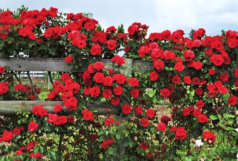 Water Regularly Though more drought-tolerant climbing roses are being bred, most varieties need regular water. Check soil moisture by putting a finger in it and making sure it’s not dry beneath the surface. Here, 'Orange Flare Arborose' flourishes on a short five-foot-tall fence spreading sideways. Pruning Climbing Roses, Rose Garden Landscape, Rose Garden Design, Space Garden, Traditional Roses, Video Garden, Garden Makeover, Growing Roses, Better Homes And Garden