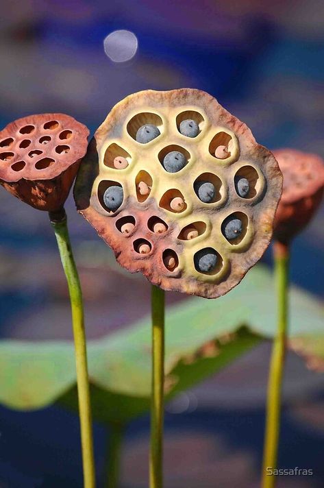 Lotus Flower Seeds, Lotus Moon, Lily Seeds, Lotus Flower Pictures, Sacred Water, Lotus Pods, Art Of Photography, Weird Plants, Unusual Plants