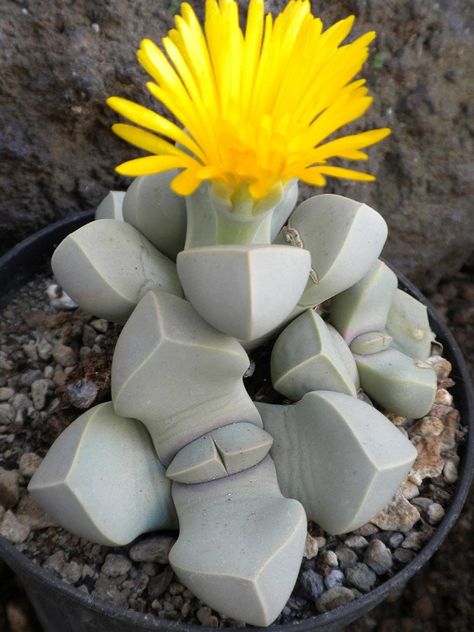 Lapidaria margaretae looks like stones - Imgur Stone Cactus, Kaktus Dan Sukulen, Succulent Bonsai, Succulent Seeds, نباتات منزلية, Colorful Succulents, Succulent Gardening, Unusual Plants, Agaves