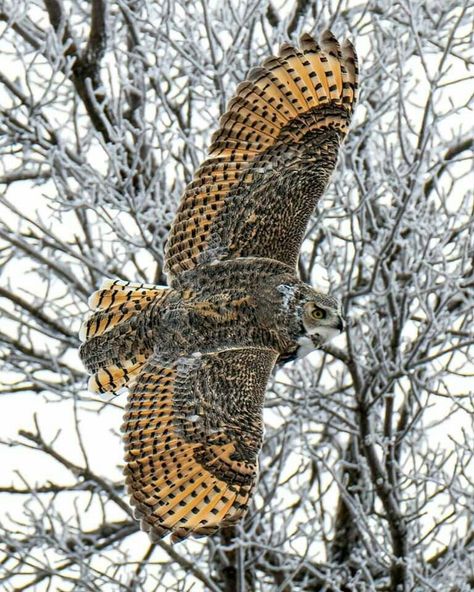 Owl Wings, Owl Photography, Owl Pictures, Cute Puppy Videos, Great Horned Owl, Bird Watcher, Dog Blog, Owl Art, Off Grid Living