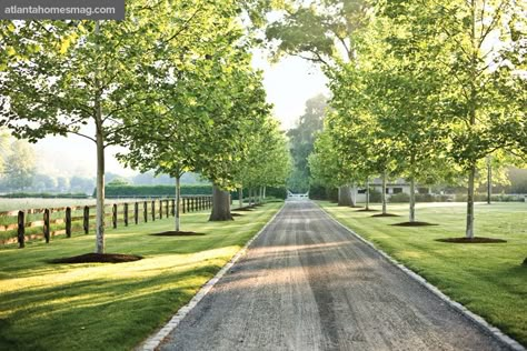 Dream Driveway, Country Driveway, Lined Driveway, Gravel Drive, Driveway Entrance Landscaping, London Plane Tree, Farm Entrance, Tree Lined Driveway, Gravel Driveway