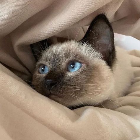 Cat With Blue Eyes, Blue Cats, Siamese Cats, Cat Lover, Blue Eyes, Daily Dose, Cute Cats, Cat Lovers, Kitty