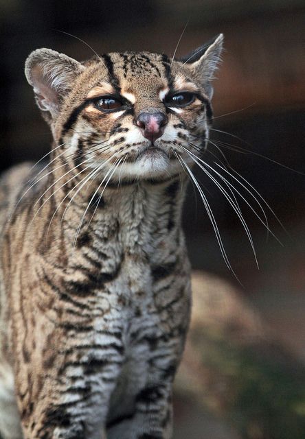 Margay Cat, Black Footed Cat, Small Wild Cats, Sand Cat, Spotted Cat, Cat Profile, Leopard Cat, Cat Whiskers, Cat Photography