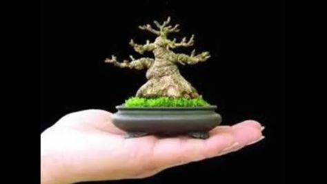 Amazing sumo Mame bonsai Bonsai Mame, Bonsai Mini, Country Garden Design, Bonsai Tree Types, Beautiful Bonsai, Bonsai Tree Care, Bonsai Techniques, Mame Bonsai, Indoor Bonsai Tree