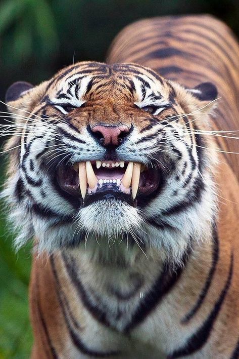 Pictures Worth More Than 1000 Words (20 images) - I Can Has Cheezburger? Lions And Tigers, Tiger Tiger, Here Kitty Kitty, A Tiger, Big Cat, Wild Things, Leopards, Kitty Kitty, Amazing Animals