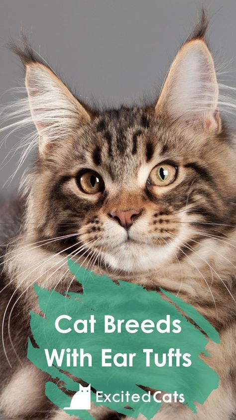 Most Popular Cat Breeds, Rare Cat Breeds, Popular Cat Breeds, Cat Info, Wild Cats, Cat Breeds, The Wild, Cute Cats, Feline