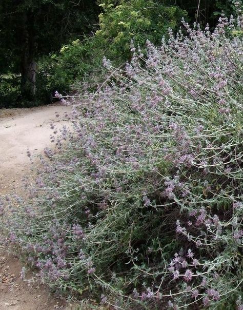 Purple Sage, Salvia leucophylla as a 30 year old bush, no water after established, companion plants are Encelia californica, Rhus integrifolia, Eriogonum cinerum, and Artemisia californica. There is a form of purple sage in the trade called Pt. Sal. Use the purple sage in heavy clays Salvia Leucophylla, Evergreen Bush, Purple Sage, Ground Covers, Wind Break, California Native Plants, California Garden, Perennial Shrubs, Border Plants