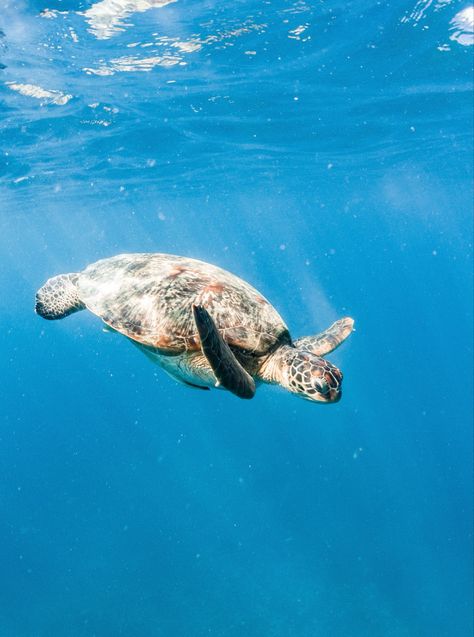 #turtle #underwaterworld #bali #baliindonesia #indonesia #underwaterphotography Treasure Maps, Underwater Photography, Underwater World, Turtles, Bali, Vision Board, Cute Animals, Favorite Places, Indonesia