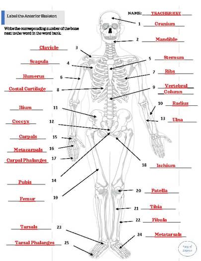 Skeletal System - Anterior Skeleton by Ray of Science | TPT Bone And Muscle Anatomy, Skeletal System Notes, Doctor Things, Skeletal System Anatomy, Skeletal System Worksheet, Bone Anatomy, Medical Terminology Study, Human Skeletal System, The Skeletal System