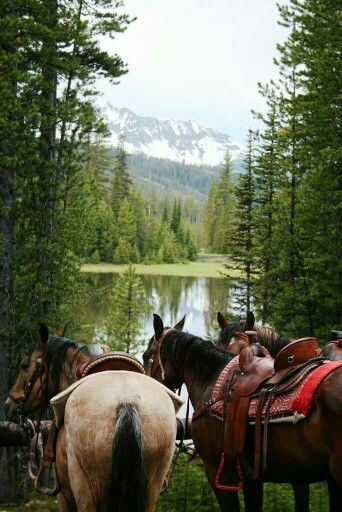 Utah ~ went riding with new friends I met camping when I was jr.  in high school....I can't believe my parents let me go ! Ranch Life, Horse Life, Appaloosa, Trail Riding, Horse Photography, Pretty Horses, Love Horses, Quarter Horse, Horse Love