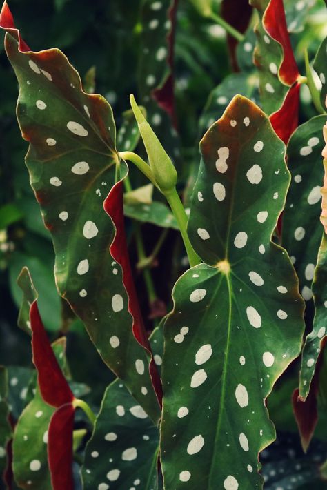 Polka Dot Begonia, Taro Leaf, Polka Dot Plant, Begonia Maculata, Closeup Photo, Decor Plants, Outdoor Aesthetic, Flower Watch, Leaf Plant