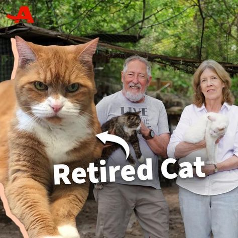 Florida Couple Runs a Retirement Home for Cats | house cat, Florida, intimate relationship | Terry and Bruce Jenkins founded Cats Cradle Foundation to rescue older cats. Since 2015, more than 350 cats have spent their final years in this feline... | By AARP - Facebook | You. Most people think of it as kind of a Disneyland for cats. They're not far wrong. We want them to come here to live, not to die. It became our life's work. I never had thoughts of opening a senior cat sanctuary. It evolved fr Kitten Fostering, Found Cat, Cat Adoption Center, Cats For Adoption Near Me, Couple Running, Cats House, Retirement Home, Cat Rescue Stories, Cats Stuff