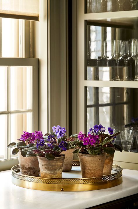 African Violets Plants, Orchid Bark, Violet Plant, Grow Gorgeous, Chinese Money Plant, Container Gardening Flowers, Hanging Succulents, Best Home Decor Ideas, Glass Boxes