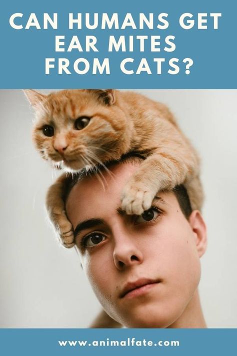 Can Humans Get Ear Mites From Cats? (And Is It Dangerous?) - AnimalFate Ear Mites In Cats Remedy, Ear Mites In Cats, Mites On Humans, Kittens Care, Cat Remedies, Cat Pee, Cat Care Tips, Indoor Pets, Kitten Care