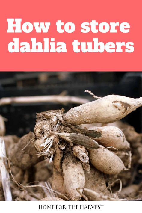 How to store dahlia tubers How To Divide Dahlia Tubers, When To Dig Up Dahlia Bulbs, Dahlia Winter Storage, Saving Dahlia Tubers, Storing Dahlia Tubers, How To Store Dahlias For Winter, Storing Dahlias For Winter, Dahlia Bulbs Storing, Dahlia Tuber Storage