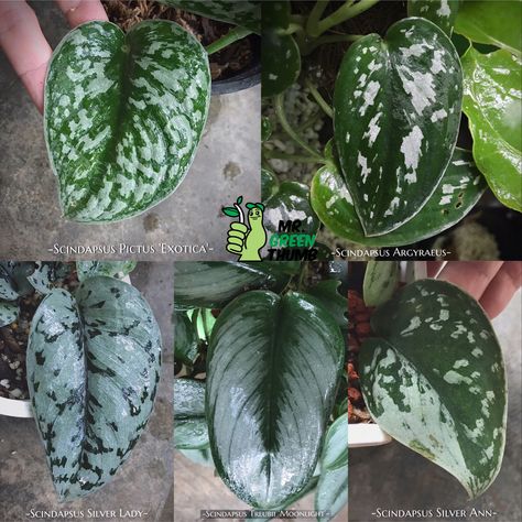 Scindapsus Varieties, Plant Leaf Identification, Plant Pic, Plant Wishlist, Outside Plants, Philodendron Plant, Plant Nutrients, Pothos Plant, Plants Nature