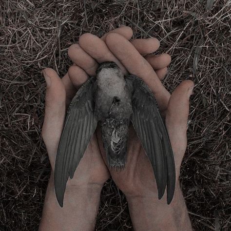 Ryan Lucan, Life Is Strange True Colors, Dead Bird, Vulture Culture, Owl Tattoo, Weird Dreams, Birds Tattoo, Life Is Strange, Bird Drawings