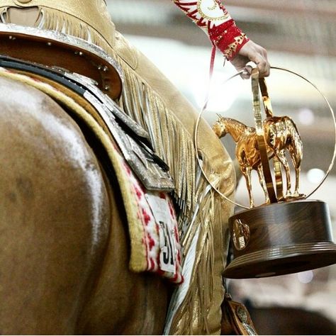 Horse Show Aesthetic Western, Aqha Horses, Horse Showing, Quarter Horses, Dream Horse, American Quarter Horse, Western Pleasure, Western Riding, Early Mornings