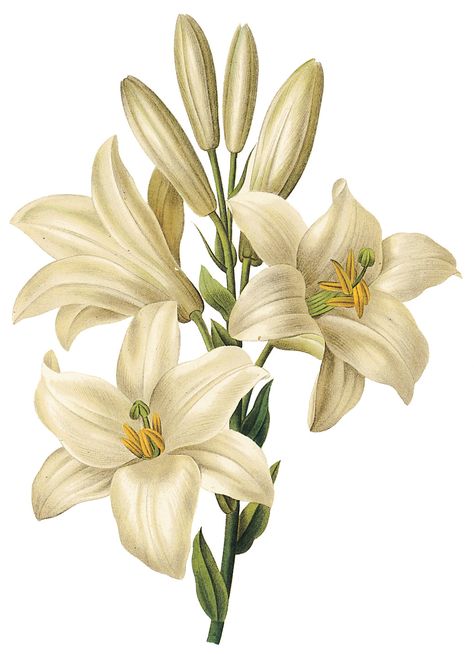 Redoute Flowers, Scrapbook Inspo, White Lily Flower, Easter Lily, Vintage Flower Prints, Illustration Botanique, Poster Background, White Lilies, Hand Painted Flowers