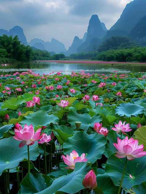 Lotus Pond Garden, Koi Fish And Lily Pads, Lotus And Butterfly, Lotus Landscape, Floral Shops, Lotus Lake, Pretty Flowers Pictures, Lotus Garden, Tropical Garden Ideas