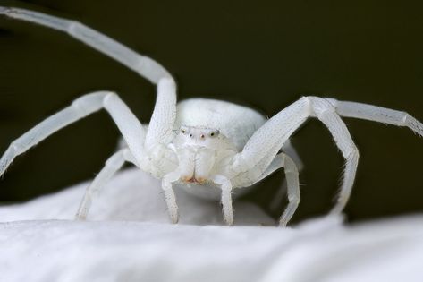 White Spider Aesthetic, Flower Crab Spider, Spiders Aesthetic, Albino Spider, Unique Spiders, Spiderverse Dr, Flower Crab, Pet Tarantula, Vampire Ball