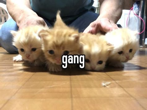 i luv cats on Twitter: "https://t.co/YGm9A4CCiu" / Twitter Weird Aesthetic, Memes Funny, Not Mine, Instagram Profile, Kittens, On Twitter, Twitter, Instagram