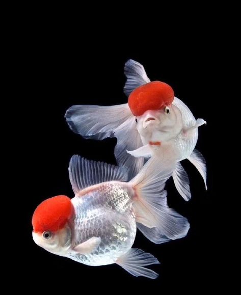 Goldfish Wallpaper, Comet Goldfish, Oranda Goldfish, Goldfish Tank, Fish Tank Design, Bawah Air, Koi Art, Amazing Animal Pictures, Japanese Fish