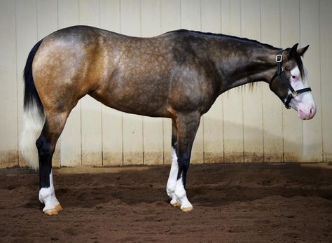 Buckskin Roan, Buckskin Paint Horse, Rdr Horses, Yearling Horse, Quater Horses, Bay Quarter Horse, Kathiyawadi Horse, Horse Markings, American Paint Horse