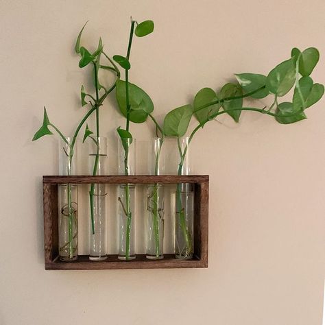 Easy Care Devil's Ivy Golden Pothos Live Indoor Plant 10-Inches Tall, Grower's Pot, errarium with Wooden Stand, Wall Hanging Glass Planter Propagation Stations Flower Bud Vase with 5 Test Tubes, Tabletop Glass Terrarium for Propagating Hydroponics Plants Decor On Amazon, Plants Home Decor, Aesthetic Plants, Test Tube Vase, Plants Home, Salon Suites, Plants Decor, Plant Decor Indoor, Plant Aesthetic