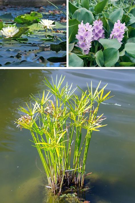 Pond Container Ideas, Plants For Ponds Water, Wildlife Pond Edging Ideas, Bog Plants Ponds, Pond Plants That Clean Water, Submerged Plants, Water Plants For Ponds, Toad Garden, Plants For Ponds