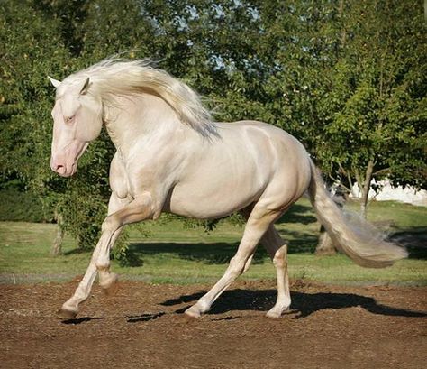 Cremello's are so beautiful they have to be my most favourite colour horse ever <3 Brumby Horse, Lusitano Horse, Horse Coat Colors, Akhal Teke Horses, Horse Pics, Andalusian Horse, Most Beautiful Horses, All The Pretty Horses, White Horses