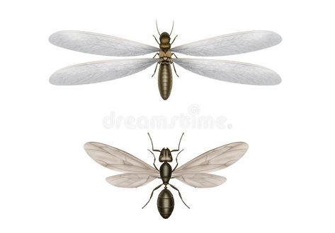 Flying Termites, Ant Life Cycle, Drywood Termites, Flying Ants, Ant Control, Rid Of Ants, Carpenter Ant, Diy Pest Control, Termite Control