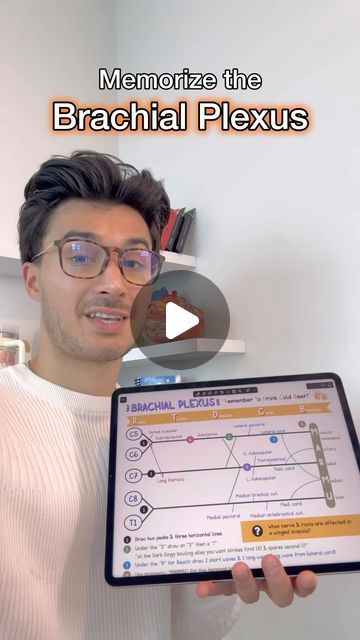 Jacob Portnoff on Instagram: "Memorize the Brachial Plexus in 60s!

From page 2 of MSK/Derm Guide out NOW! 📙

#medstudent #medschool #medicalstudent #medicalschool #usmle #anatomy #anatomydrawing" Brachial Plexus Mnemonics, Brachial Plexus, Medical Anatomy, Hand Therapy, Med Student, Med School, Medical Students, Medical School, Plexus Products