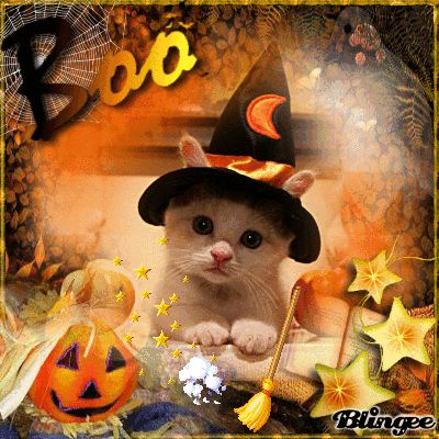 Cute Halloween | Cute Halloween Cat Picture #130813690 | Blingee.com Fall Cats, Chat Halloween, Halloween Cats, Halloween Gif, Cat Halloween Costume, Pet Halloween Costumes, Witch Cat, Kitten Pictures, Halloween Animals