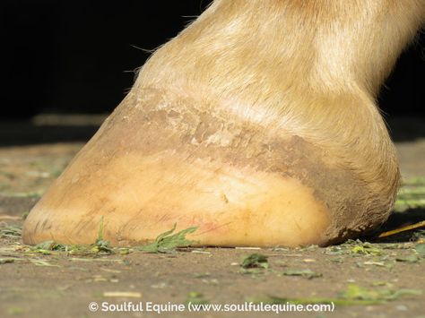 Six Ways To Read Horses’ Hooves Horse Hooves, Horse Grooming Kit, Equine Care, Horse Hoof, Horse Washing, Horse Care Tips, Hoof Care, Horse Info, Horse Anatomy